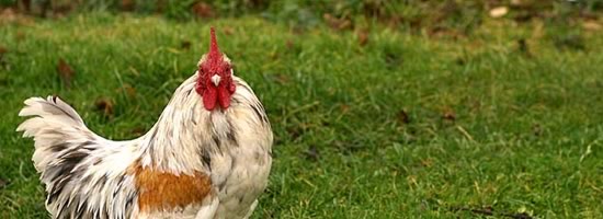 Donna's story: marrying a chicken